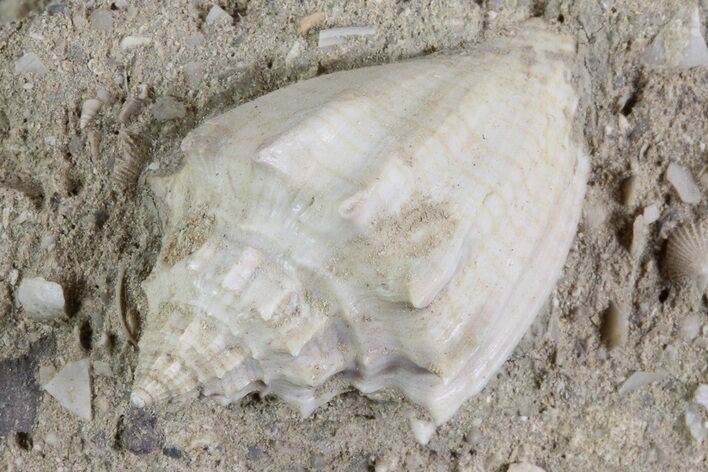 Eocene Fossil Gastropod (Athleta) - Damery, France #73819